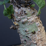 A.アクレアータ 47