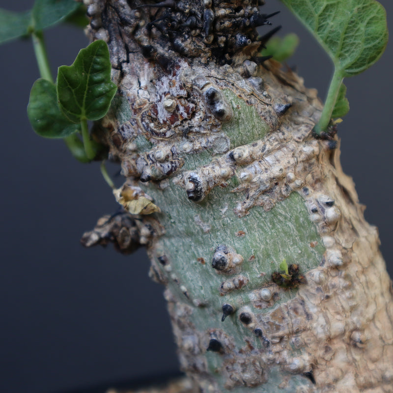 A.アクレアータ 47