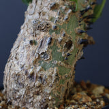 A.アクレアータ 47