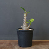 P.ウィンゾリー（実生）179