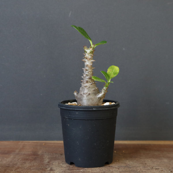 P.ウィンゾリー（実生）179