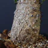 A.アクレアータ 47