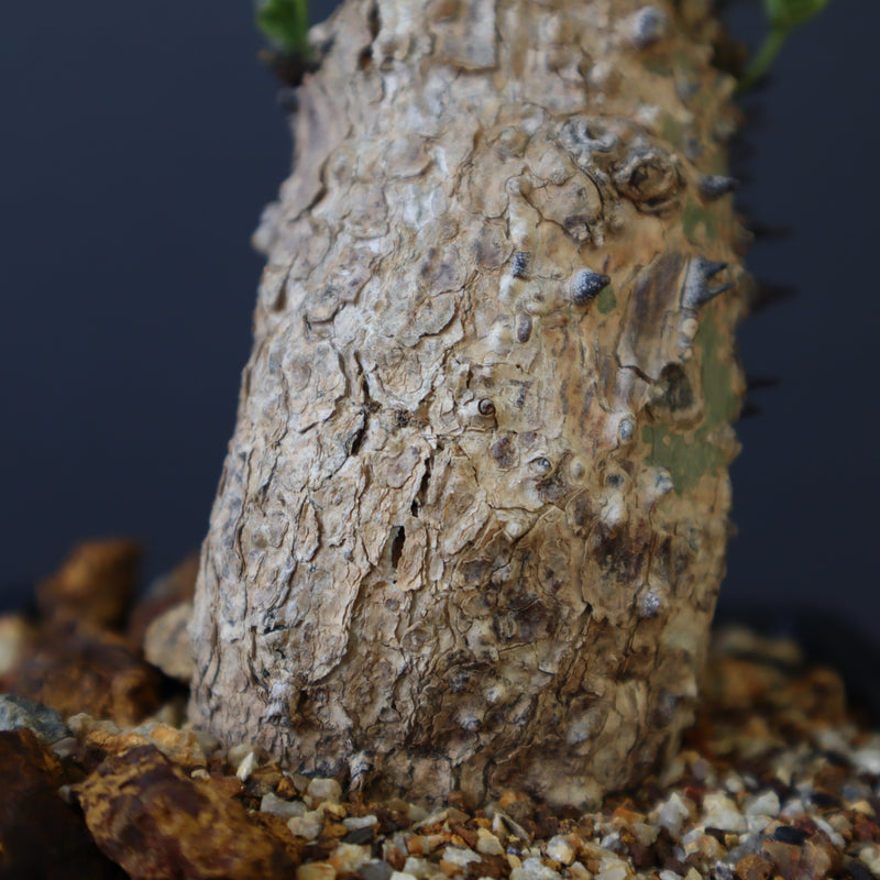 A.アクレアータ 47