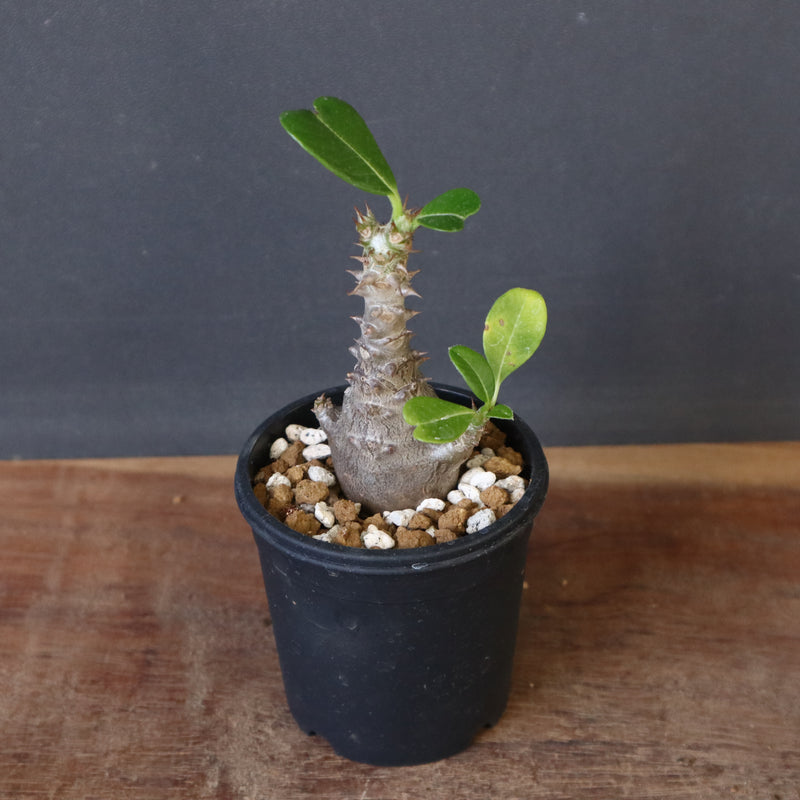 P.ウィンゾリー（実生）179