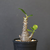 P.ウィンゾリー（実生）179