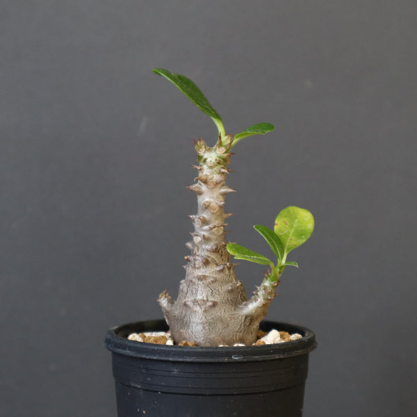 P.ウィンゾリー（実生）179