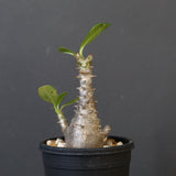 P.ウィンゾリー（実生）179