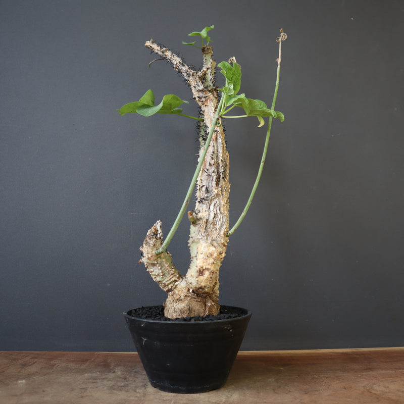 A.アクレアータ 76