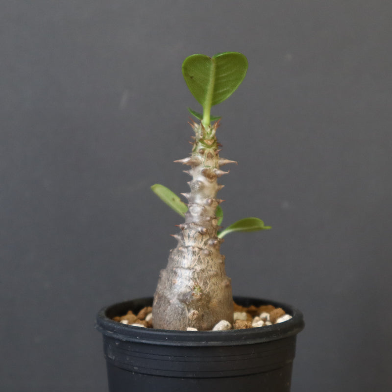 P.ウィンゾリー（実生）179