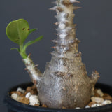 P.ウィンゾリー（実生）179