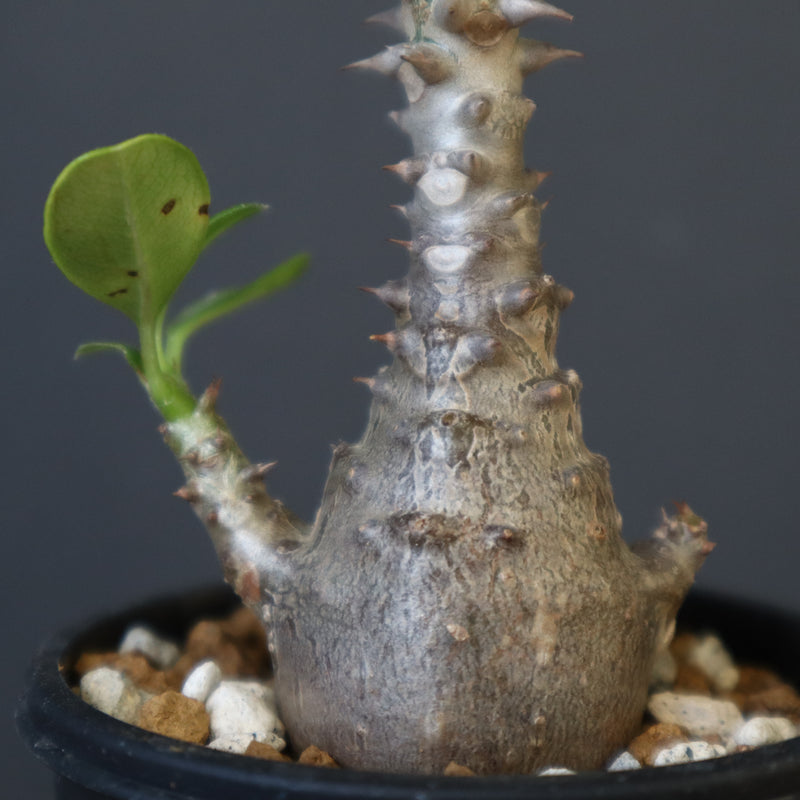 P.ウィンゾリー（実生）179