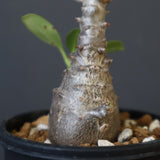 P.ウィンゾリー（実生）179