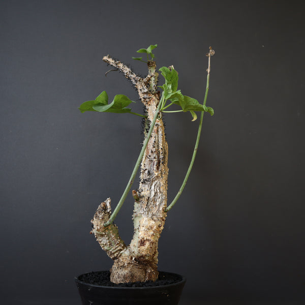 A.アクレアータ 76