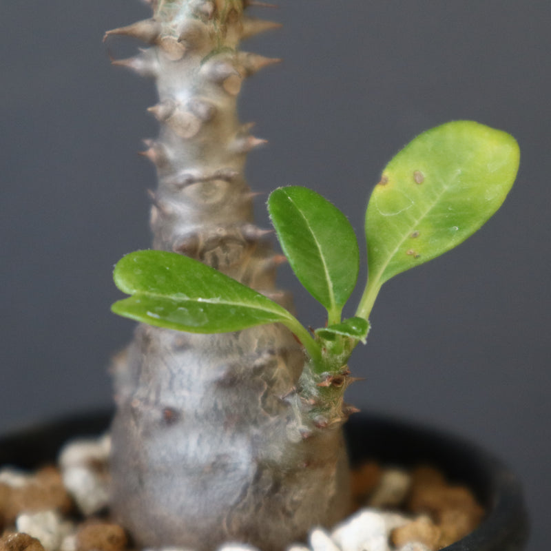 P.ウィンゾリー（実生）179