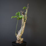 A.アクレアータ 76