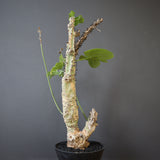 A.アクレアータ 76