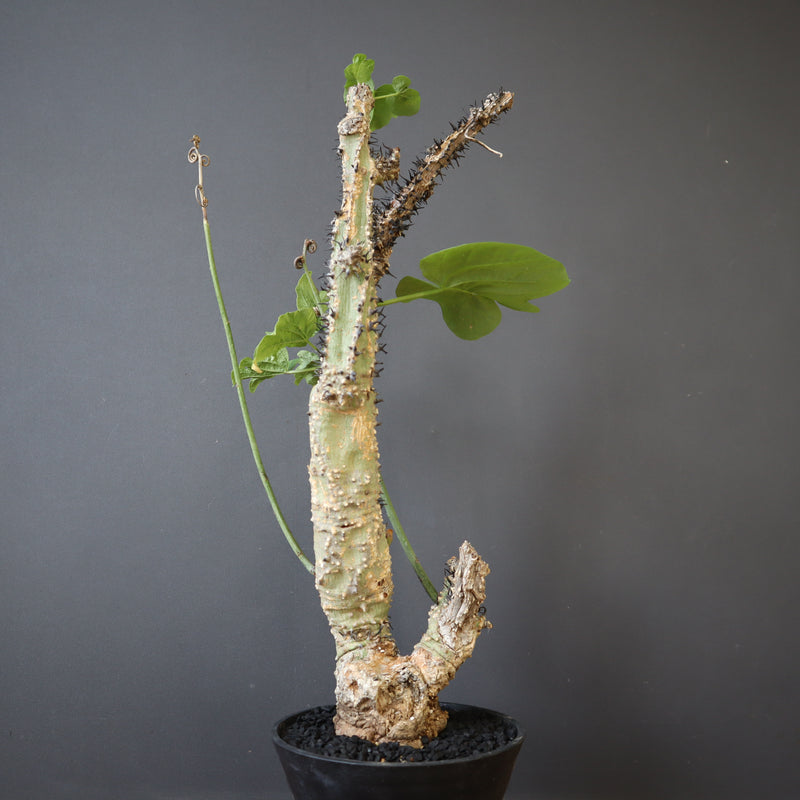 A.アクレアータ 76