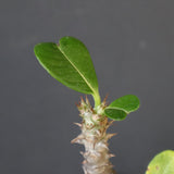 P.ウィンゾリー（実生）179