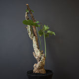 A.アクレアータ 76