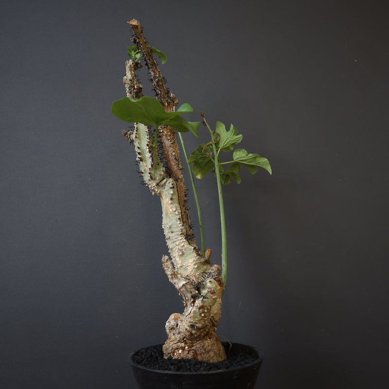 A.アクレアータ 76