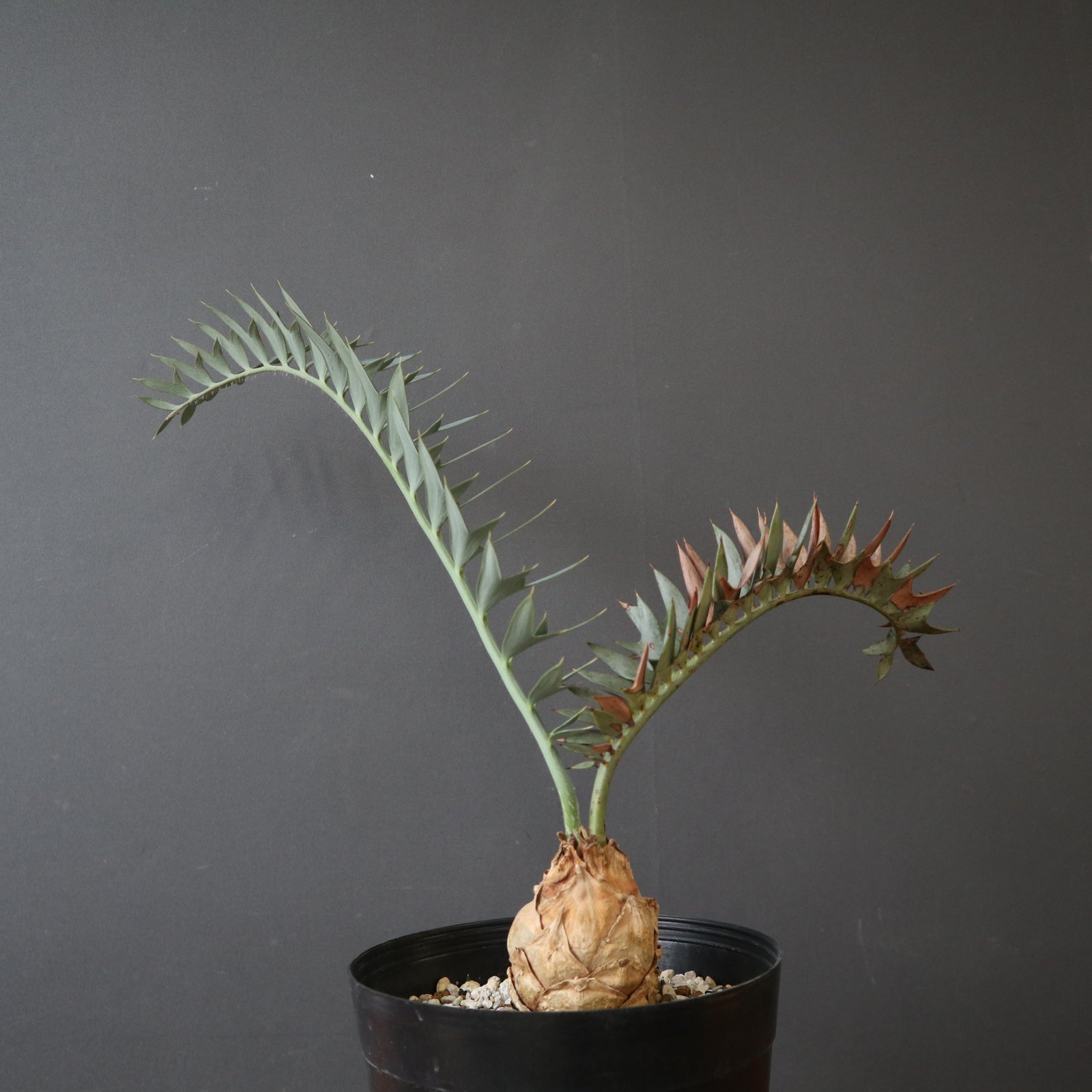 エンセファラルトス　ホリダス エンセファラルトス ホリダス 63 – TaiShoDo ONLINE SHOP