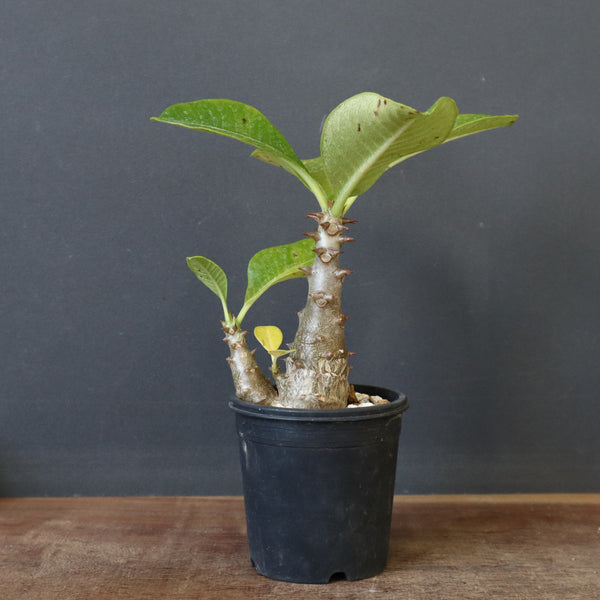 P.ウィンゾリー（実生）303