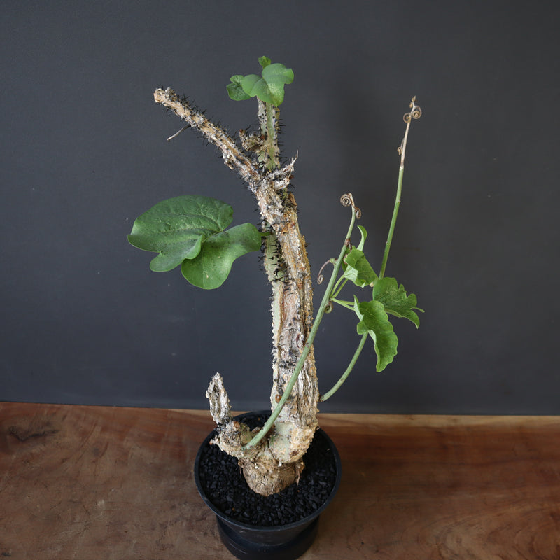 A.アクレアータ 76