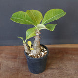 P.ウィンゾリー（実生）303