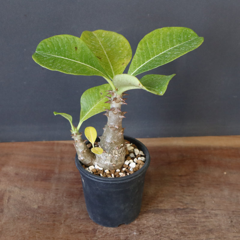 P.ウィンゾリー（実生）303