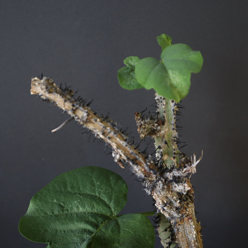 A.アクレアータ 76