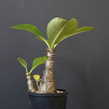 P.ウィンゾリー（実生）303