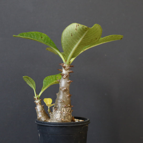 P.ウィンゾリー（実生）303