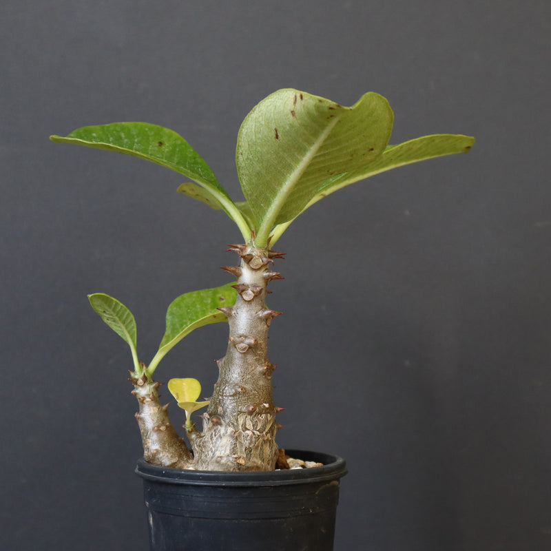 P.ウィンゾリー（実生）303