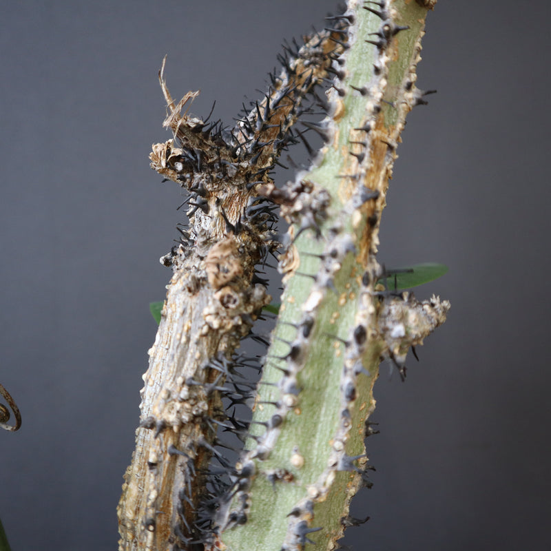 A.アクレアータ 76