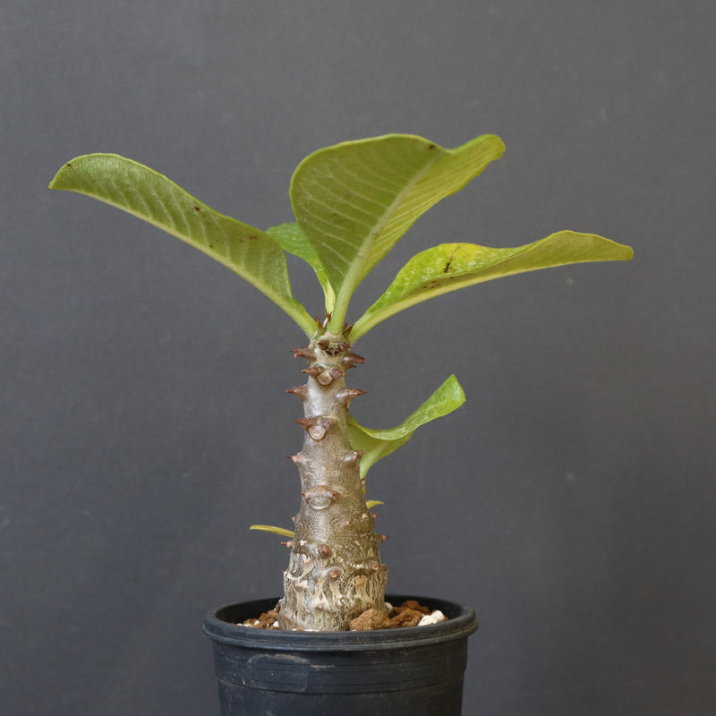 P.ウィンゾリー（実生）303