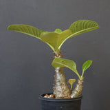 P.ウィンゾリー（実生）303