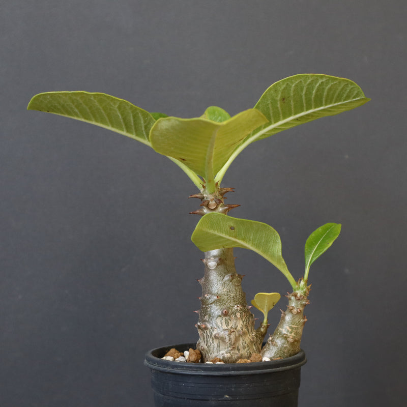 P.ウィンゾリー（実生）303