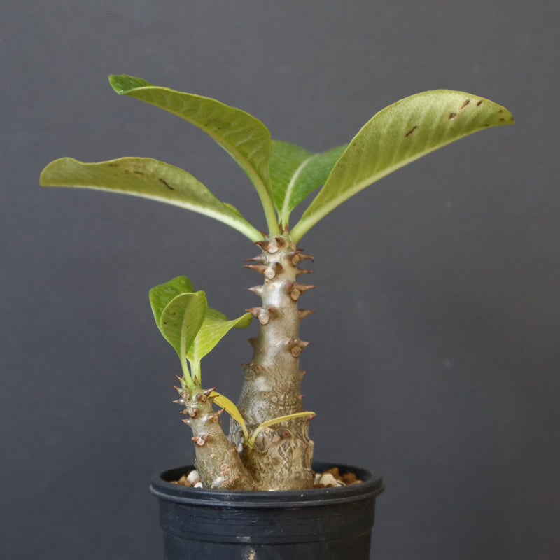 P.ウィンゾリー（実生）303