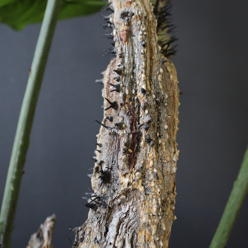 A.アクレアータ 76