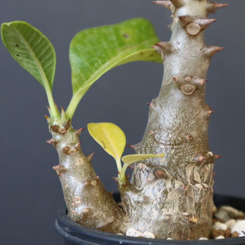 P.ウィンゾリー（実生）303