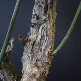 A.アクレアータ 76