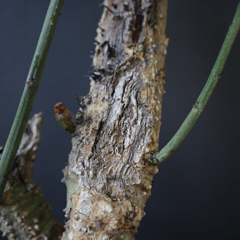 A.アクレアータ 76