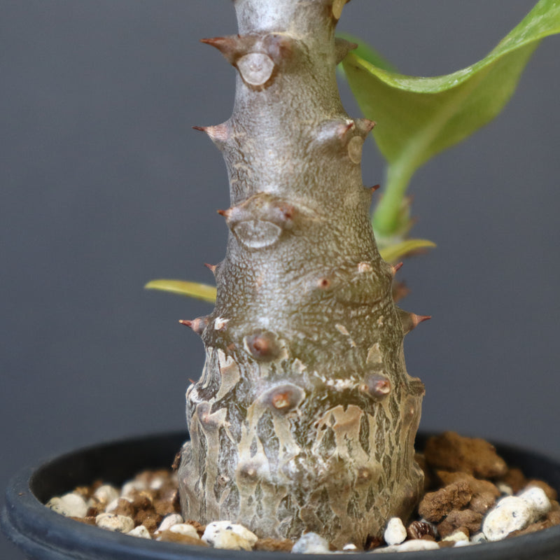 P.ウィンゾリー（実生）303