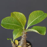 P.ウィンゾリー（実生）303