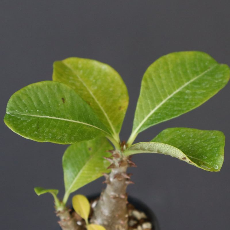 P.ウィンゾリー（実生）303