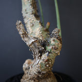 A.アクレアータ 76