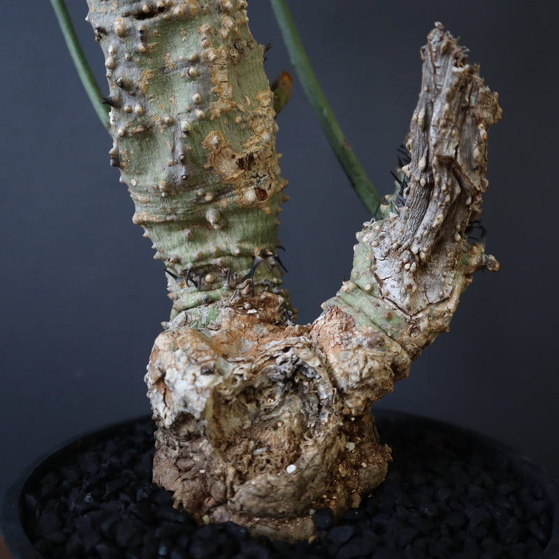 A.アクレアータ 76