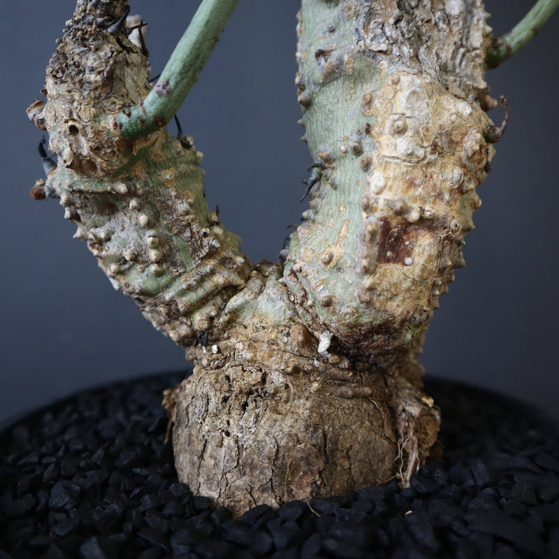 A.アクレアータ 76