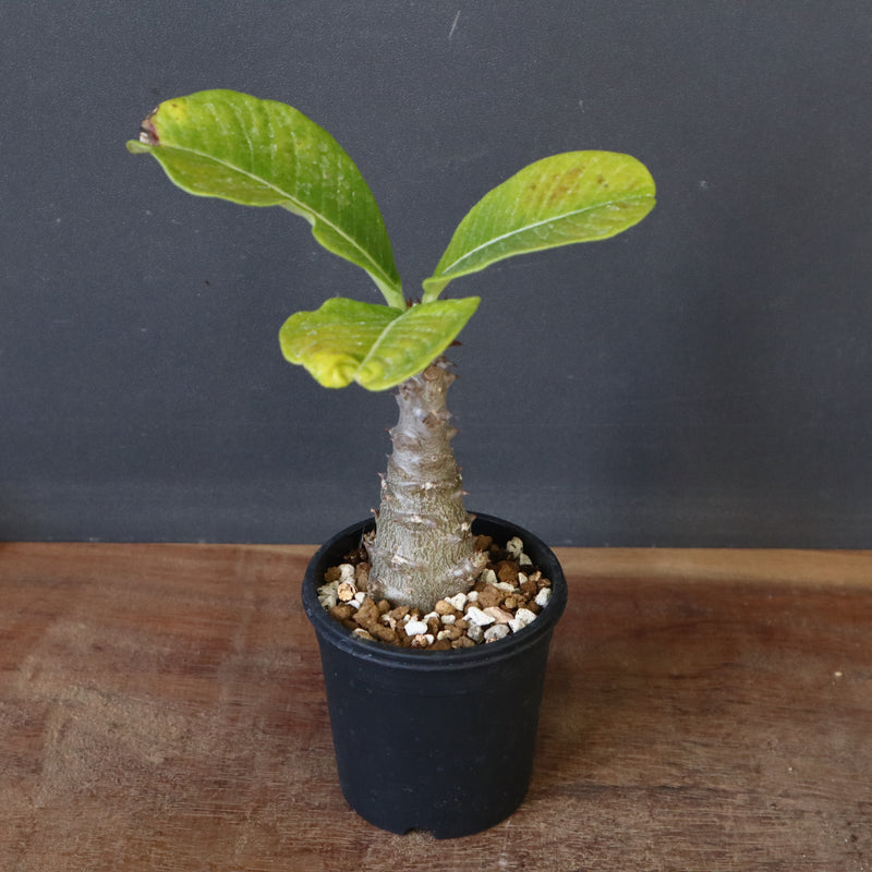 P.ウィンゾリー（実生）196