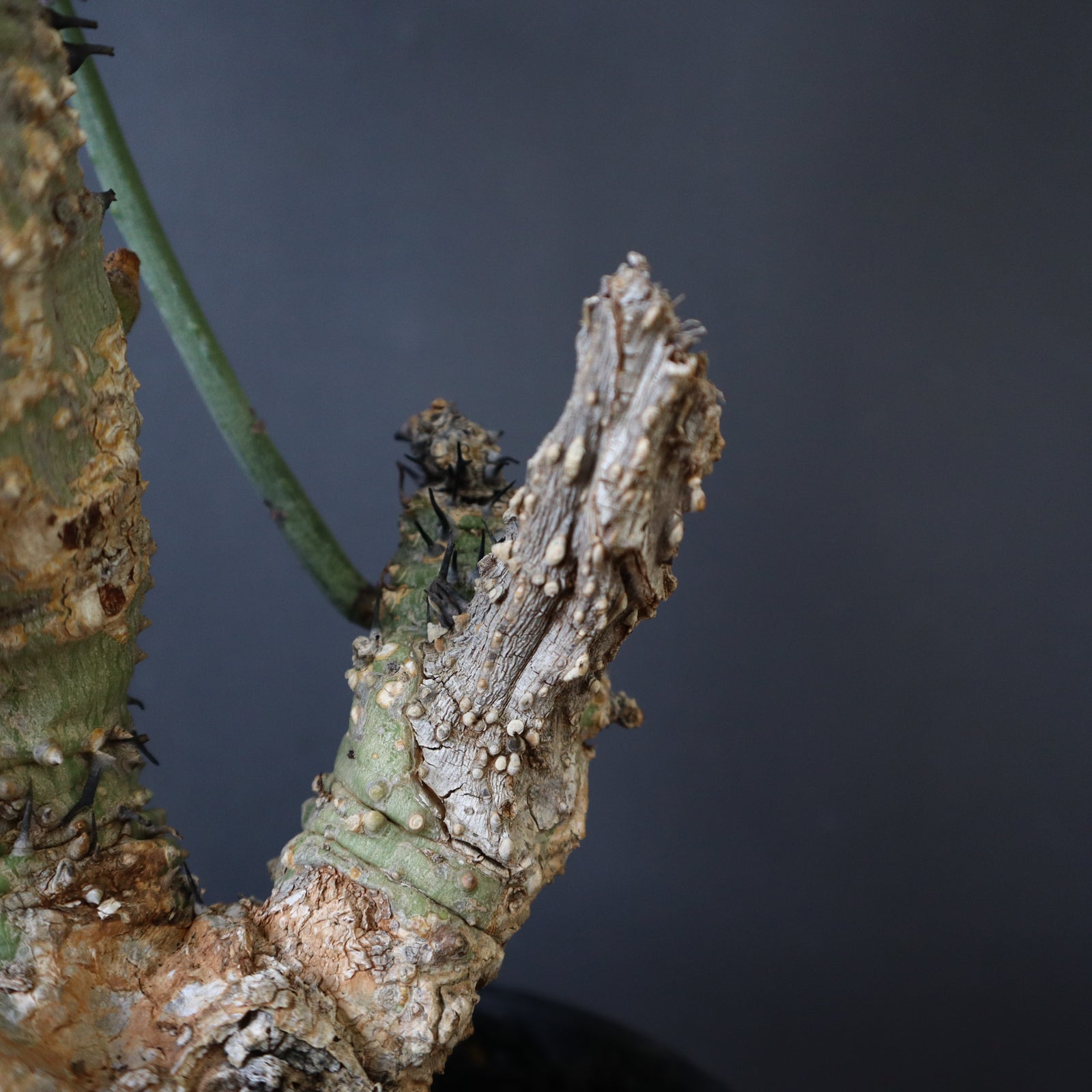 アデニア アクレアータ 枝刺し アデニア アクレアータ 枝刺し アデニア